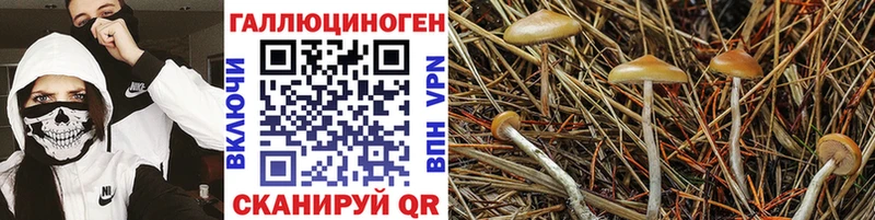 цена   Рудня  Галлюциногенные грибы Psilocybe 